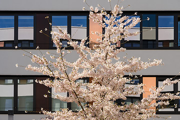 Image showing Spring blooming apple tree in internal garden of modern office b