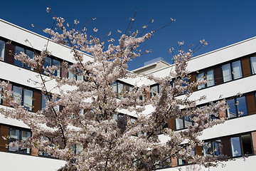 Image showing Modern office building with spring flowering cherry tree