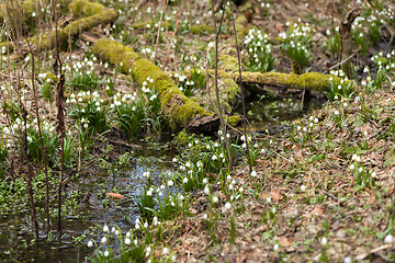 Image showing early spring snowflake flowers in forest