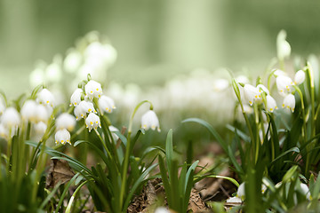 Image showing early spring snowflake flowers in forest