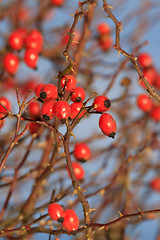 Image showing Red berries of rose bush in winter
