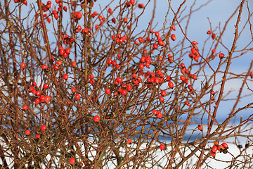 Image showing Red berries of rose bush in winter