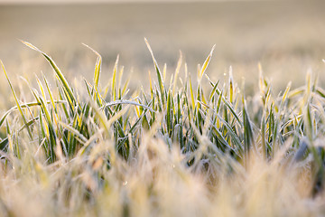 Image showing frost on the wheat