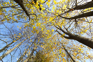 Image showing yellowed maple trees in autumn