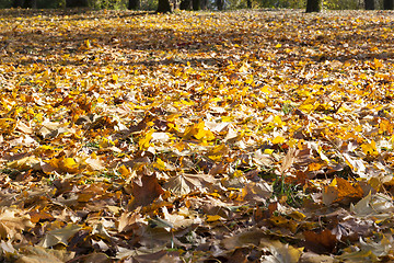 Image showing The fallen maple leaves