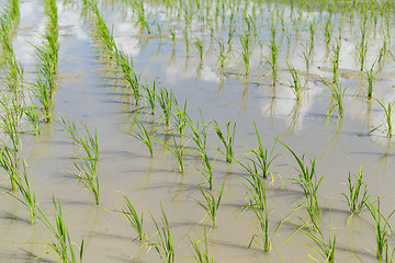 Image showing Planting rice meadow