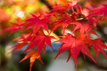 Image showing Red maple tree