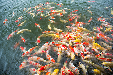 Image showing Koi Carps Fish Japanese swimming