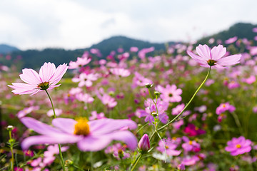Image showing Pink cosmos flowers garden