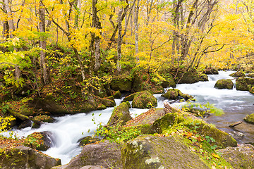 Image showing Oirase Mountain Stream