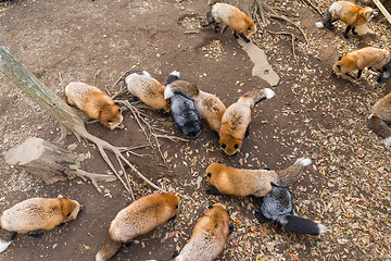 Image showing Group of Lovely fox