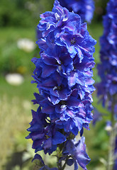 Image showing Larkspur in flower bed