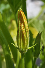 Image showing Zucchini blossom in vegetable garden