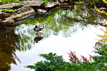 Image showing Pond in zen garden