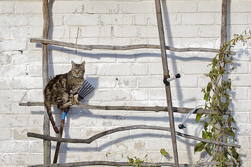 Image showing Tabby cat sitting on the ladder