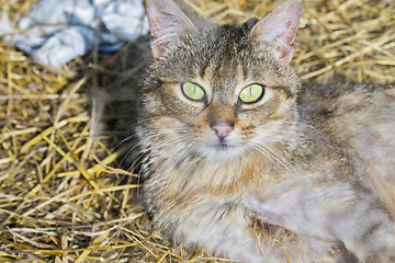 Image showing Tabby cat looking up to camera