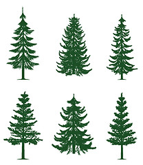 Image showing Green pine trees collection