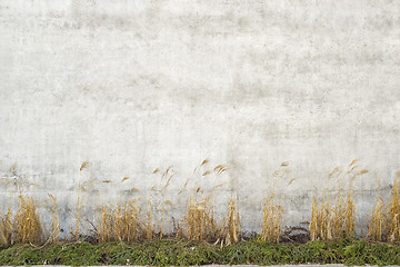 Image showing dry cane near the wall