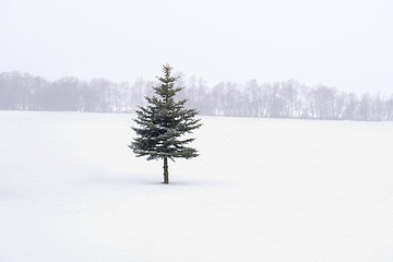 Image showing Fir tree in the middle of the field