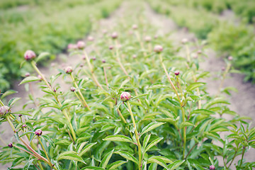 Image showing Young unopened peony buds