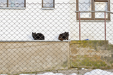 Image showing two black cats laying on the sill of wooden house