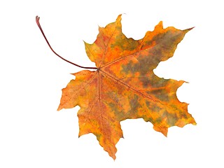 Image showing Autumn leaf on white