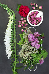 Image showing Herbs and Flowers for Herbal Medicine 