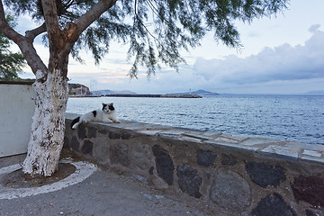 Image showing Cat, tree, wall and sea