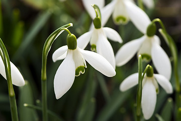 Image showing Snowdrop flower