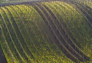 Image showing Vineyard in spring. Background