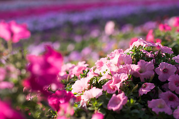 Image showing Dubai miracle garden