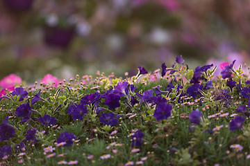 Image showing Dubai miracle garden