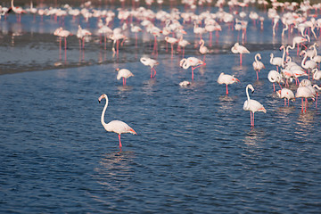 Image showing Flock of adorable pink flamingos