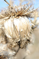Image showing Dry thistle