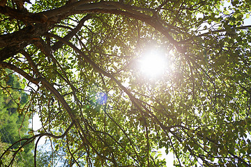 Image showing Apple tree in summer