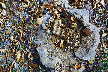 Image showing High angle view on the old tree stump