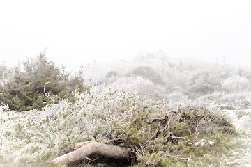 Image showing Foggy winter landscape