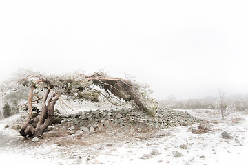 Image showing Foggy winter landscape