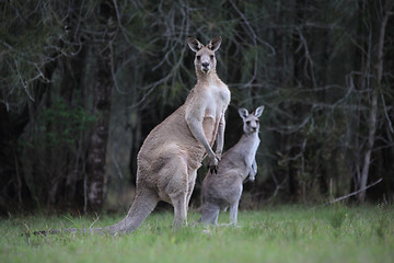 Image showing Eastern Grey Kangaroos in bushland