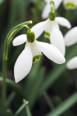 Image showing Snowdrop flower