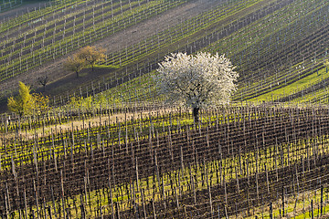 Image showing Vineyards and cherry tree in spring