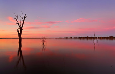Image showing Submerged trees in a lake at sunset