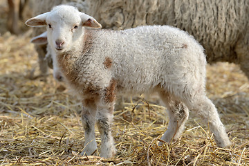 Image showing newborn lambs on the farm