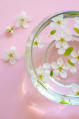 Image showing White flowers in bowl of water