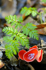 Image showing Aleuria aurantia fungus