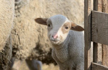 Image showing newborn lamb on the farm