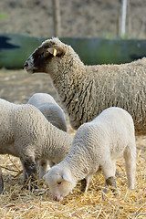 Image showing newborn lambs on the farm