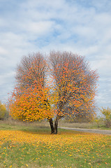 Image showing Lonely autumn  tree