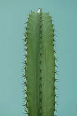 Image showing Single cactus