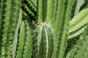 Image showing Cactus background